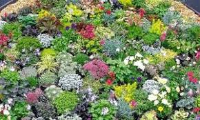 Wählen sie aus unserem großen sortiment von blumen und gemüsesamen blumenzwiebeln gartenpflanzen pflanzen für beet und balkon sowie dekoration und zubehör aus. Steingarten Mix Mit 20 Niedrigen Stauden Inkl Versand Stauden Steingarten Garten Bepflanzen