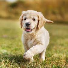 How To Take Care Of A 1 Month Old Golden Retriever Quora