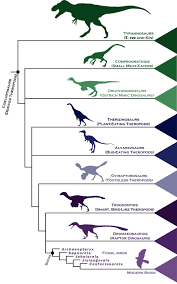 A Simple Chart To Help You Understand How Birds Evolved From Dinosaurs Modern Birds Family Tree Dinosaur