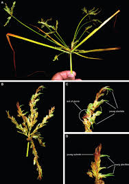 Image result for Cyperus tenuiculmis