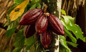 Caffeine is also present in cacao. 7 Products You Didn T Know Come From Trees Cocoa Fruit Cacao Beans Indoor Tropical Plants