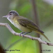 Image result for Ozoroa viridis