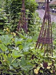 Once seedlings are established, mulch around the plants. Companion Planting With Zucchini What Grows Well With Zucchini