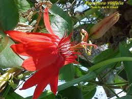Image result for Passiflora vitifolia