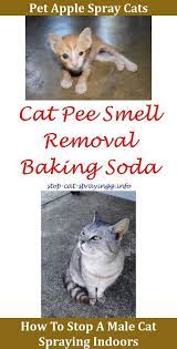 Cat Urine Out Of Mattress Spray For Cats To Stop Scratching Cat Spray Repellent Nz What To Spray Outside To Keep Cats Cat Pee Smell Male Cat Spraying Cat Spray