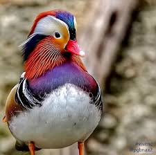 Bird With No Feathers On Neck Discover Amazing Birds At The Sylvan Heights Bird Park In Scotland Neck This Colorful Mandarin Duck Was Captured By Instagrammer P Animals Scotland Neck Bird