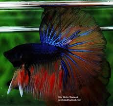 Nice Betta Thailand