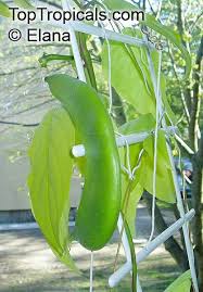 Image result for Canavalia