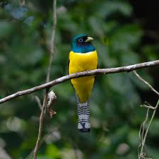 Image result for Tetrapogon tenellus