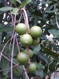 Image result for Macadamia aff. integrifolia