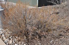 It's a tiny 4 bush with some of its small leaves with a red coloring on the border. Bailey Compact American Cranberrybush