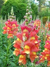 Snapdragon Amtir Rhinum Majus Snapdragon Flowers Flower Farmer Snapdragons
