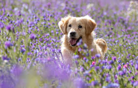 Happy paws rescue is a non profit animal rescue. Happy Paws Puppy Rescue Happypawspuppy1 Twitter