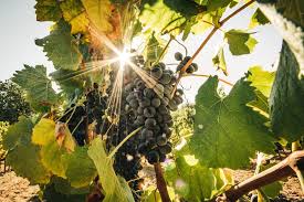 Domaine Jauffret Roquebrune Sur Argens Tourisme