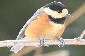 旭山の野鳥120種 １年中見られる鳥 – 旭山記念公園