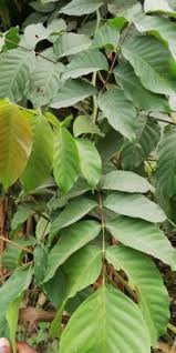 Image result for Lannea welwitschii