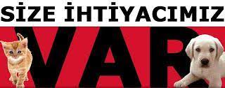 sadik arkadaslarimiz hayvanlar sokak hayvanlarina nasil yardim edebiliriz hayvanlar hayvan haklari kaptan