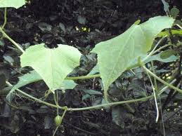 Image result for Cucumis bryoniifolius