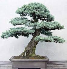 This is a tree that can survive, and thrive, indoors as a. Blue Atlas Cedar By John Naka Bonsai Tree Pine Bonsai Bonsai Seeds