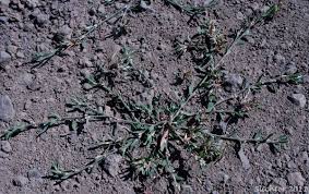 Image result for Polygonum aviculare