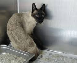 Combine this beauty with acute intelligence, inquisitive personality, and a loving nature, and you have the essence of the siamese cat. Siamese Cat Health Problems Poc