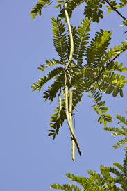 Image result for Cassia burttii