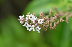 Image result for Aloysia citrodora