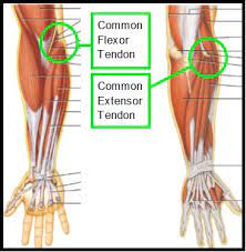 Notably displays the transverse carpal ligament (flexor retinaculum) and the palmar fascia. I Wear A Brace But It Still Hurts Part 3 The Elbow Return To Play Elite