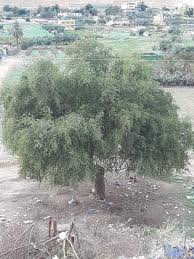 Nasi tepeng khas gianyar bali. 3 Pohon Penting Di Yerusalem Kompasiana Com