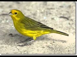 Canario Da Terra O Que Come Cantos De Aves Silvestres Jilgueros Pardillos Canarios Aves Cabecita Negra Youtube Canario Ave Canarios Jilguero