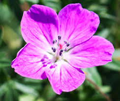 Image result for Geranium sanguineum Max Frei