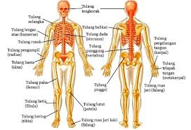 Maybe you would like to learn more about one of these? Tulang Pengertian Fungsi Struktur Sel Lapisan Bentuknya