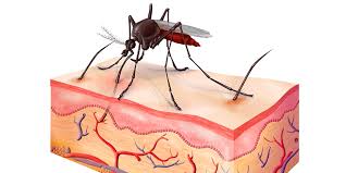 Image result for mosquito bite
