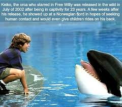 People interested in keiko orca death also searched for. Keiko The Orca Who Starred In Free Willy Was Released In Wild After 23 Years In Captavity So Used To Humans That After Weeks Re Appeared In Norvegia Seeking Human Contact Album