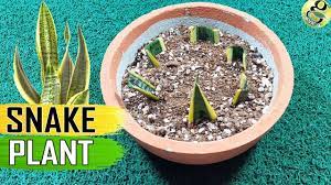 Snake Plant Sansevieria Care Tips And Propagation By Leaf Cuttings And Snake Plant Plants Sansevieria Plant
