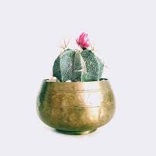 Even in the garden it only grows a foot tall.astrophytum is native to northern mexico euphorbia is a large group of succulent and woody plants. Star Cactus Sweet Pickle Balls
