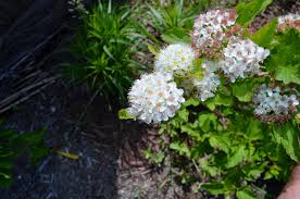Excellent for planting along fences and walls. Native Plant Ninebark Shrub Perfect For Enticing Pollinators Entertainment Life The Columbus Dispatch Columbus Oh