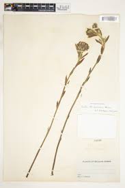 Image result for Gnidia stenophylla