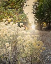 Image result for Renealmia susanneae-katziae