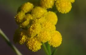 Image result for Nidorella welwitschii