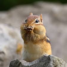 Adorable Chipmunk With Sunglasses Enjoying The Beach