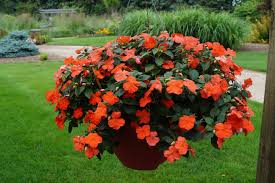 Impatiens flowers do not really need plant fertilizer. Impatiens Umn Extension