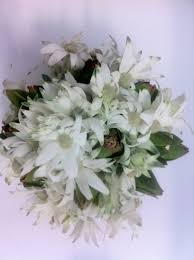 We did not find results for: Native Flannel Flower Bouquet Flowers Of Sydney