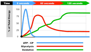 This energy takes three forms: Mma Strength And Conditioning Endurance And Energy System Training For Mma Part 2 Gc Performance Training