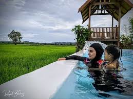 Gambar pemandangan sawah desa lukisan pemandangan sawah dan rumah â€¢ rumah minimalis mewah. Rumah Bendang Percutian Dengan View Awesome Siap Ada Infinity Pool Tepi Sawah Padi Rileklah Com