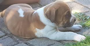 Black Boerboel Puppies For Sale In Durban Puppies For Sale Port Elizabeth Boerboel Puppies Dog Breeders Gallery