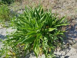 Image result for Brachythrix glomerata