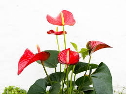 Floral hearts with flowers and herbs. Plants With Heart Shaped Leaves You Ll Fall In Love With