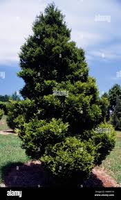 Image result for Libocedrus plumosa
