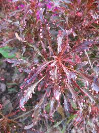 Image result for Acalypha ambigua